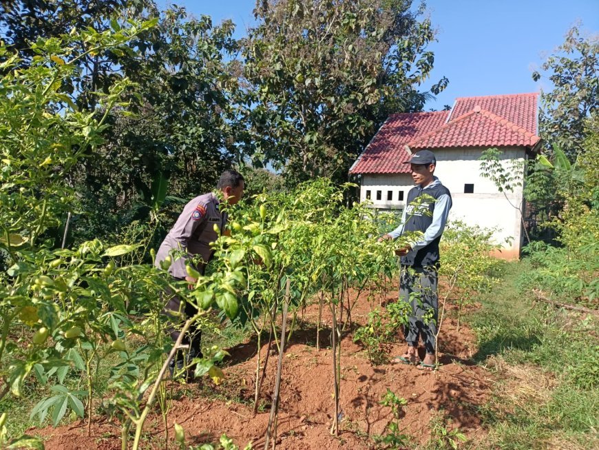 Buah Cabai Terlihat di Antara Rimbun Daun, Lahan Warga Winong Jadi Kebun Pangan